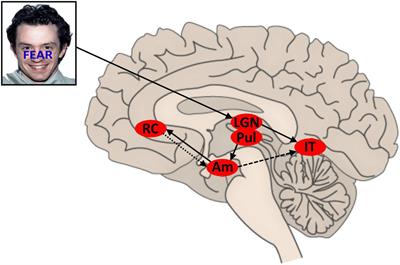 Conflict and control in cortical responses to inconsistent emotional signals in a face-word Stroop